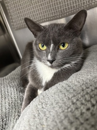 Chili's Triple Dipper