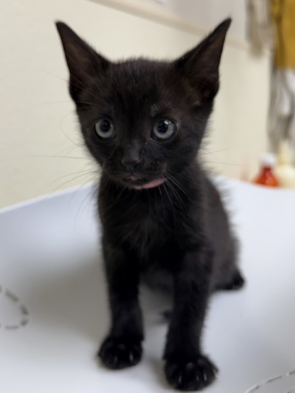 Zora