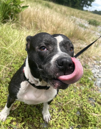 Bella Moo
