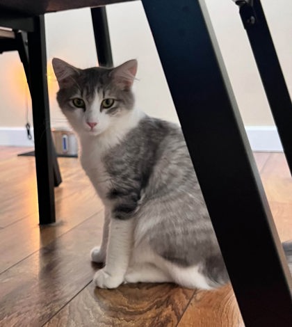 Widget
