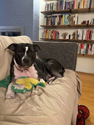 Bella Moo