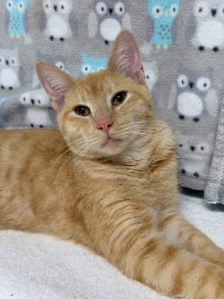 Luke Skywhisker