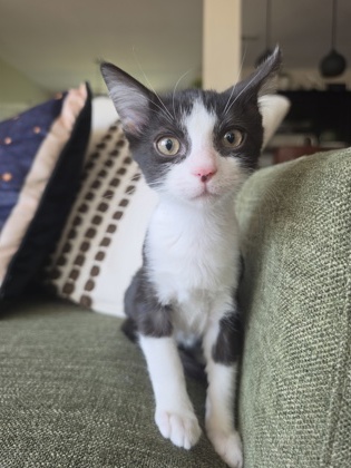 Fonz