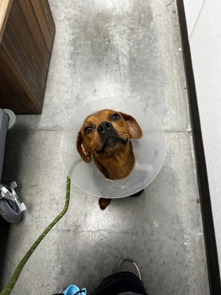 Tootsie Roll