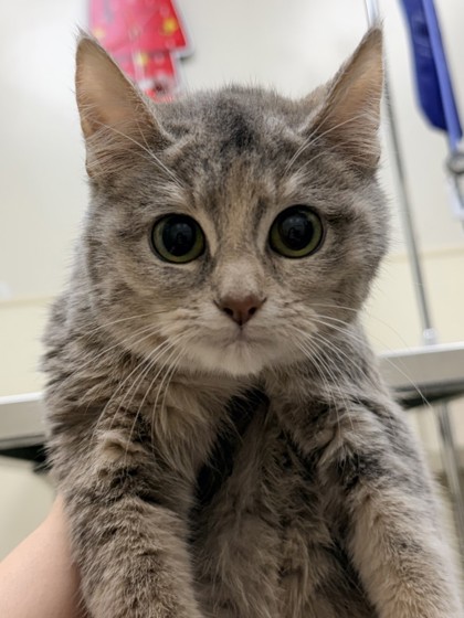 Freya