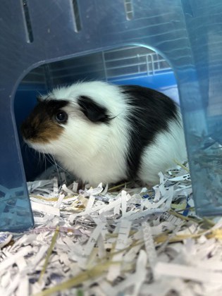 Oreo
