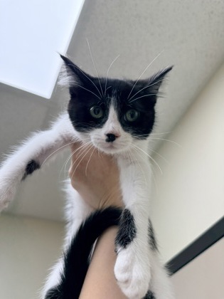 Juno