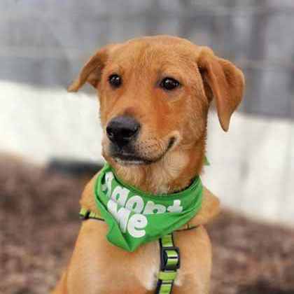 Golden%20Dog_edited.jpg