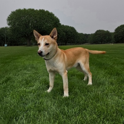 Golden%20Dog_edited.jpg