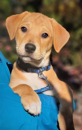 Golden%20Dog_edited.jpg
