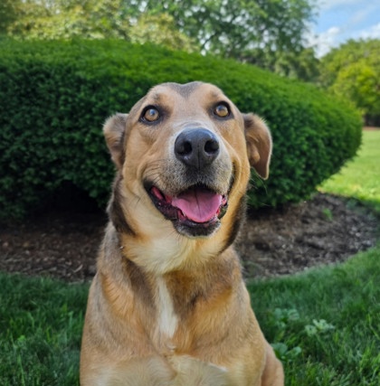 Golden%20Dog_edited.jpg