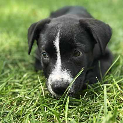 Golden%20Dog_edited.jpg