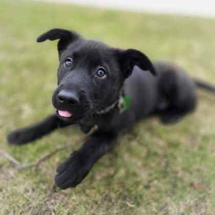 Golden%20Dog_edited.jpg