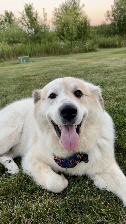 Golden%20Dog_edited.jpg