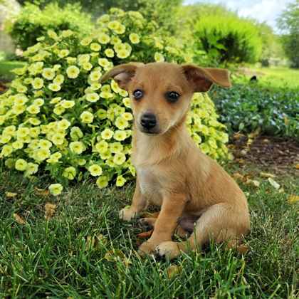 Golden%20Dog_edited.jpg