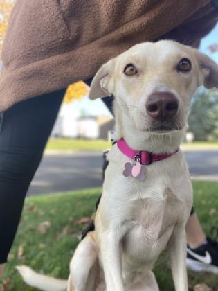Golden%20Dog_edited.jpg