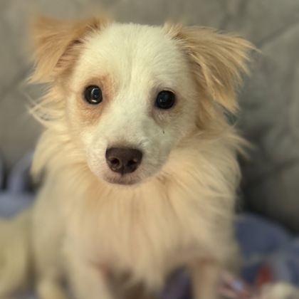 Golden%20Dog_edited.jpg