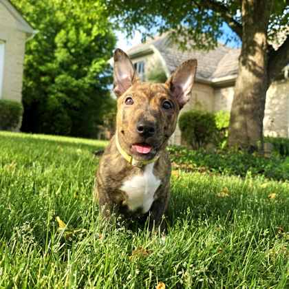 Golden%20Dog_edited.jpg