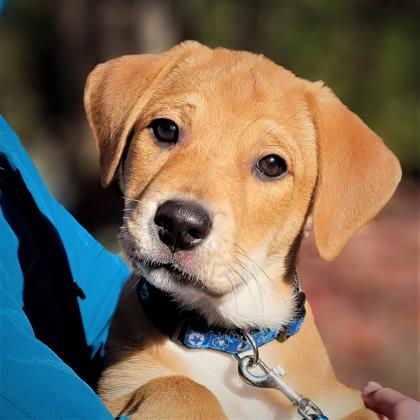 Golden%20Dog_edited.jpg
