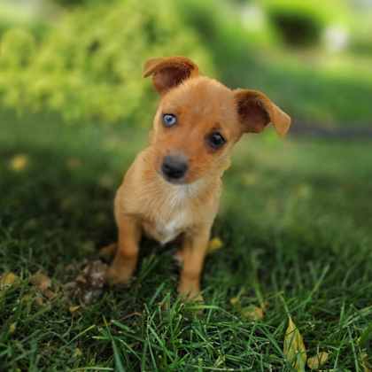 Golden%20Dog_edited.jpg