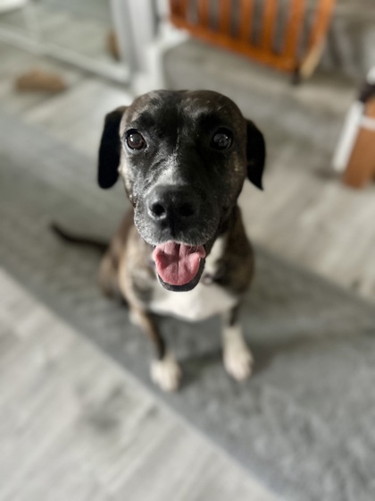 Golden%20Dog_edited.jpg