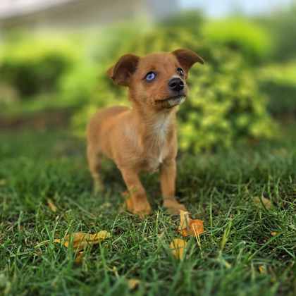 Golden%20Dog_edited.jpg