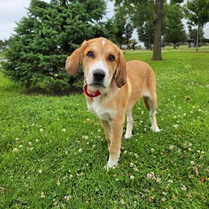 Golden%20Dog_edited.jpg