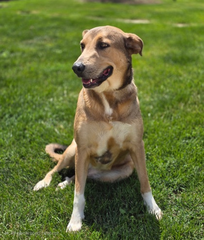 Golden%20Dog_edited.jpg