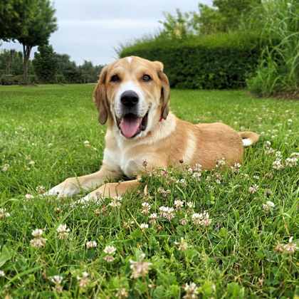 Golden%20Dog_edited.jpg