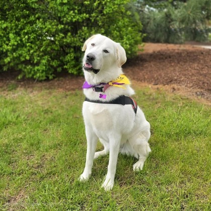 Golden%20Dog_edited.jpg
