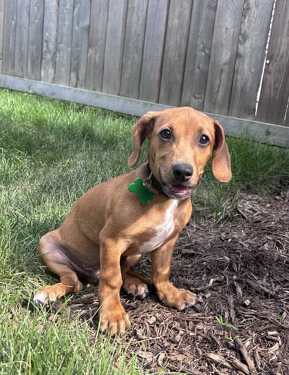 Golden%20Dog_edited.jpg