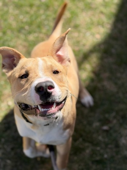 Golden%20Dog_edited.jpg