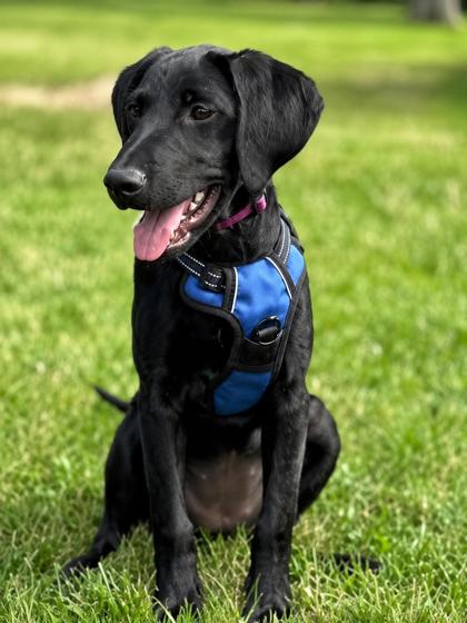 Golden%20Dog_edited.jpg