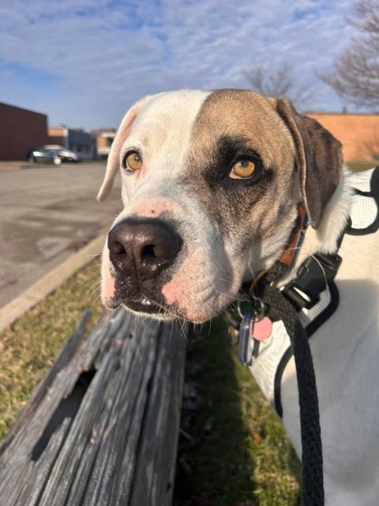 Golden%20Dog_edited.jpg