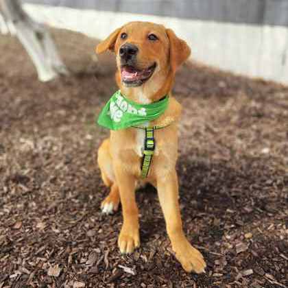 Golden%20Dog_edited.jpg
