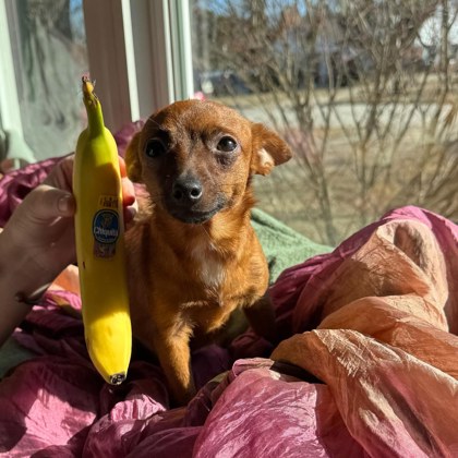 Golden%20Dog_edited.jpg