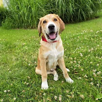 Golden%20Dog_edited.jpg