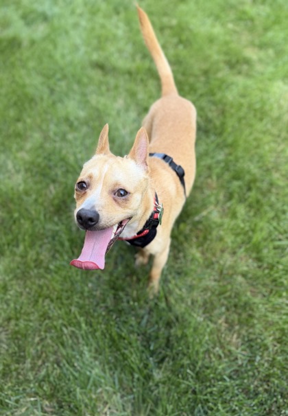 Golden%20Dog_edited.jpg