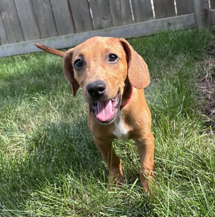 Golden%20Dog_edited.jpg