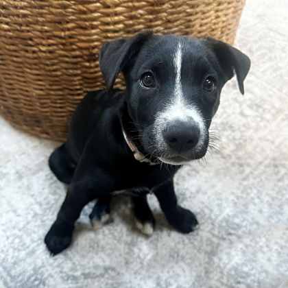 Golden%20Dog_edited.jpg