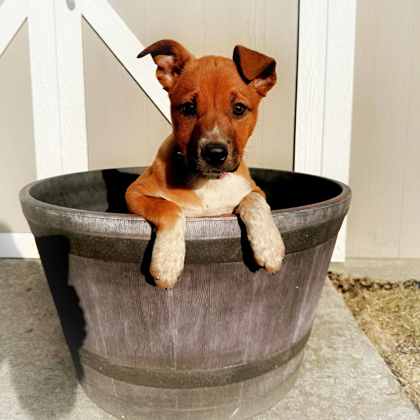 Golden%20Dog_edited.jpg