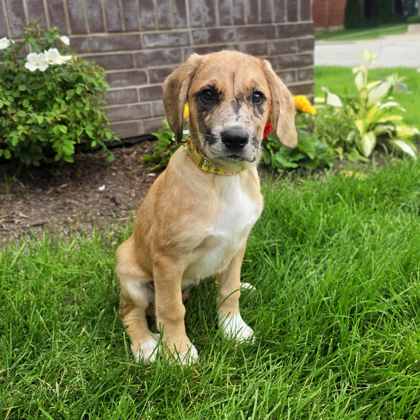 Golden%20Dog_edited.jpg