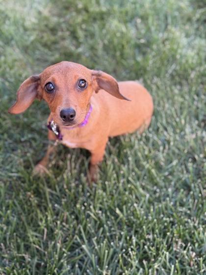 Golden%20Dog_edited.jpg