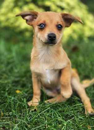 Golden%20Dog_edited.jpg