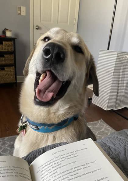 Golden%20Dog_edited.jpg