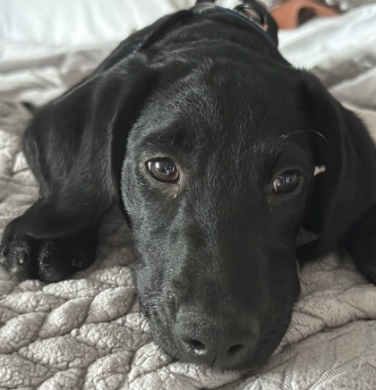 Golden%20Dog_edited.jpg