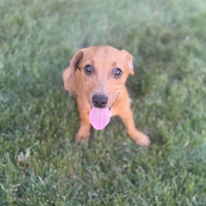Golden%20Dog_edited.jpg