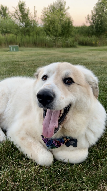 Golden%20Dog_edited.jpg