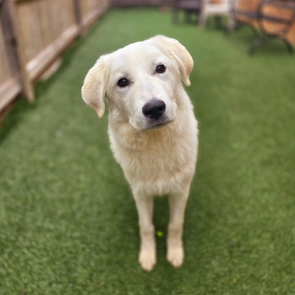Golden%20Dog_edited.jpg