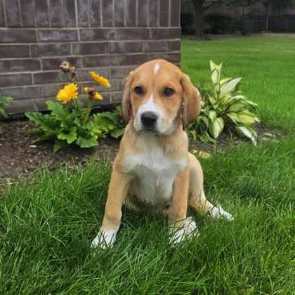 Golden%20Dog_edited.jpg